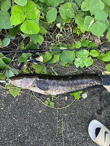 カムルチーの釣果