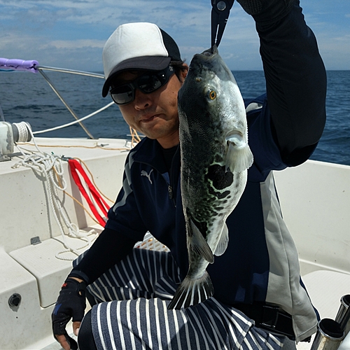 トラフグの釣果