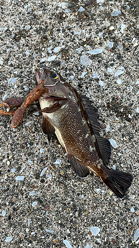 エゾメバルの釣果