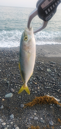 ワカシの釣果