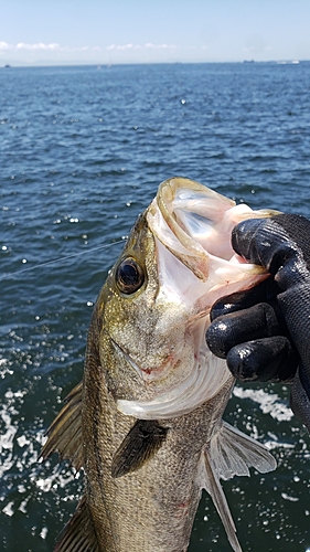 ハネ（マルスズキ）の釣果