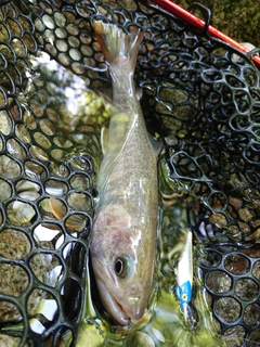 イワナの釣果