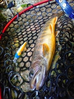 イワナの釣果