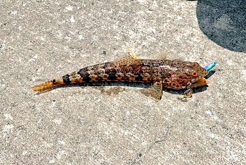 ホウセキキントキの釣果