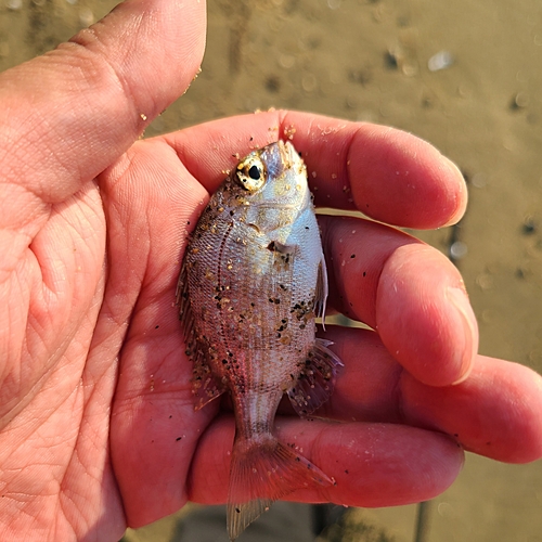 チャリコの釣果