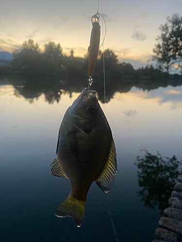 ブルーギルの釣果
