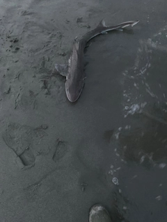 サメの釣果