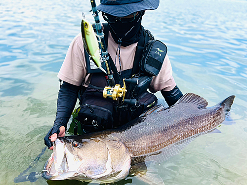 アカメの釣果