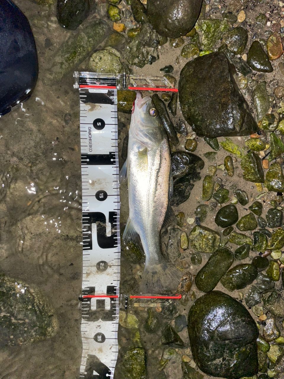 セイゴ（マルスズキ）