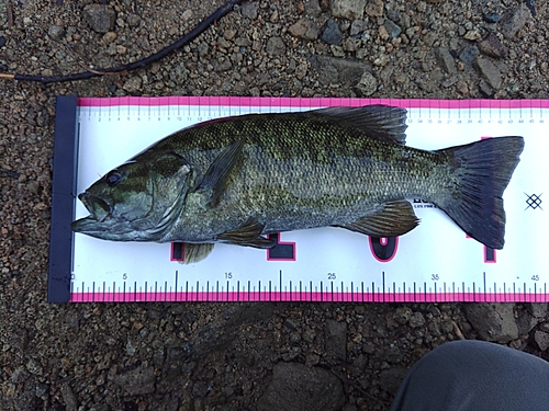 スモールマウスバスの釣果