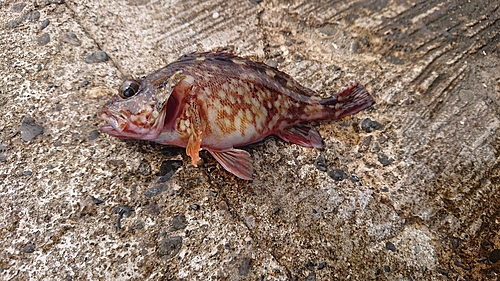 カサゴの釣果