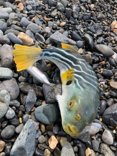 ショウサイフグの釣果