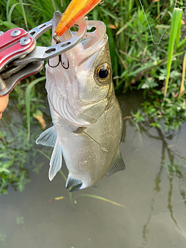 セイゴ（マルスズキ）の釣果