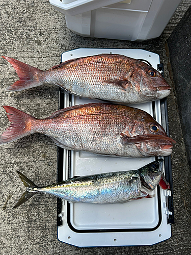 マダイの釣果