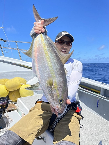 カンパチの釣果