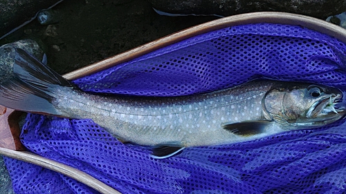 イワナの釣果