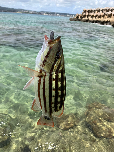 アミメフエダイの釣果