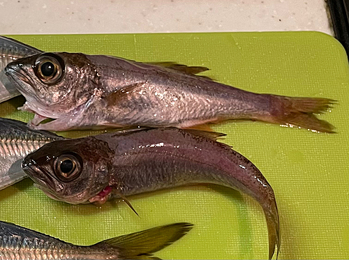 うみかぜ公園で釣れたムツの釣り・釣果情報 - アングラーズ | 釣果400