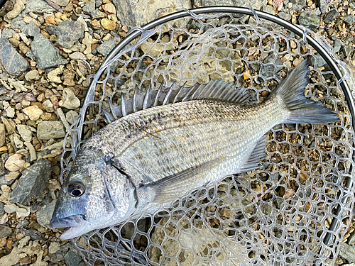 ミナミクロダイの釣果