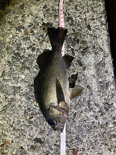 メバルの釣果