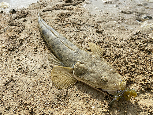 ミナミマゴチの釣果