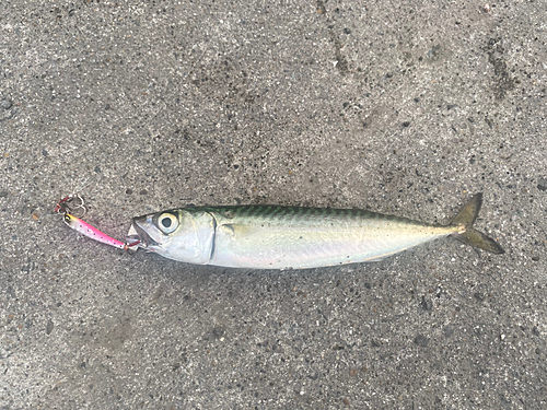 マサバの釣果