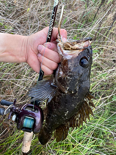 ベッコウゾイの釣果