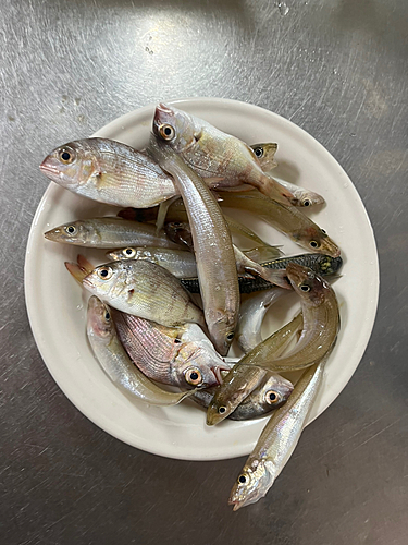 キスの釣果