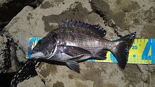 チヌの釣果