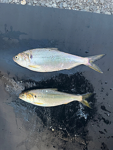 コノシロの釣果