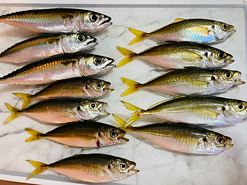 アジの釣果