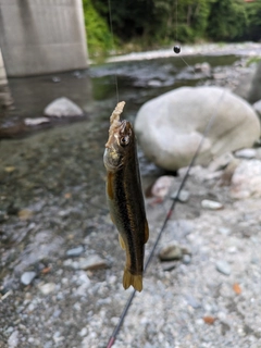 カワムツの釣果