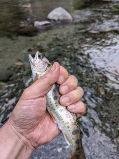 ヤマメの釣果