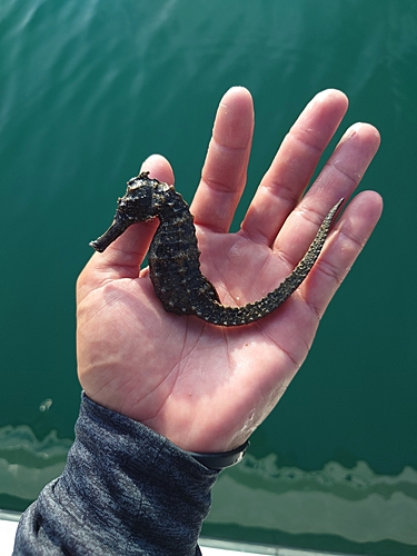 タツノオトシゴの釣果