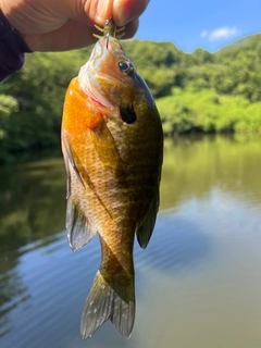 ブルーギルの釣果