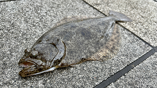 ヒラメの釣果