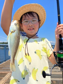 シログチの釣果