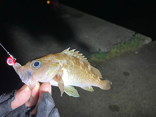 ガヤの釣果