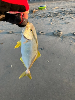 ショゴの釣果