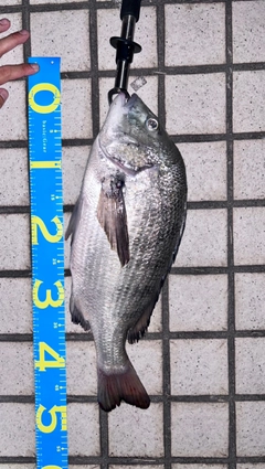 クロダイの釣果