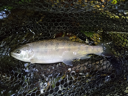 ヤマメの釣果