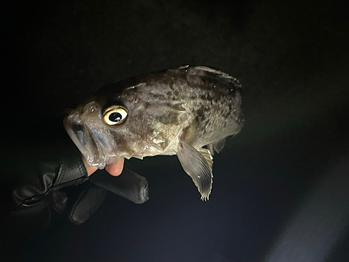 クロソイの釣果