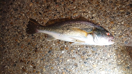 イシモチの釣果