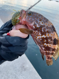 キジハタの釣果