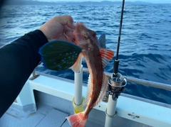 ホウボウの釣果