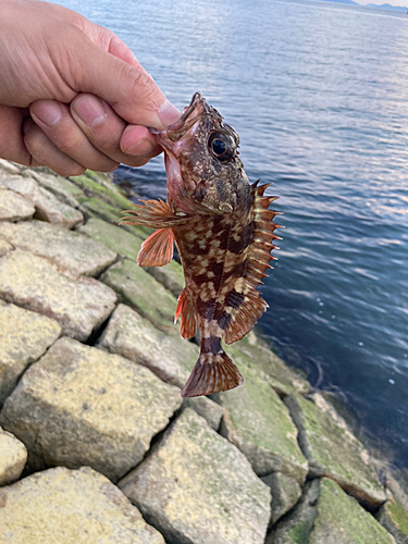 カサゴの釣果