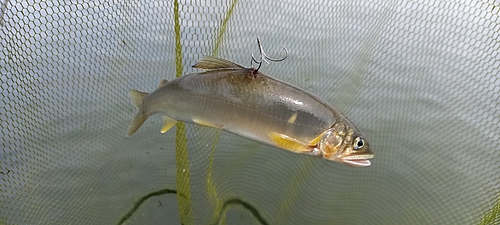 アユの釣果