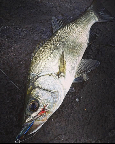 ヒラスズキの釣果