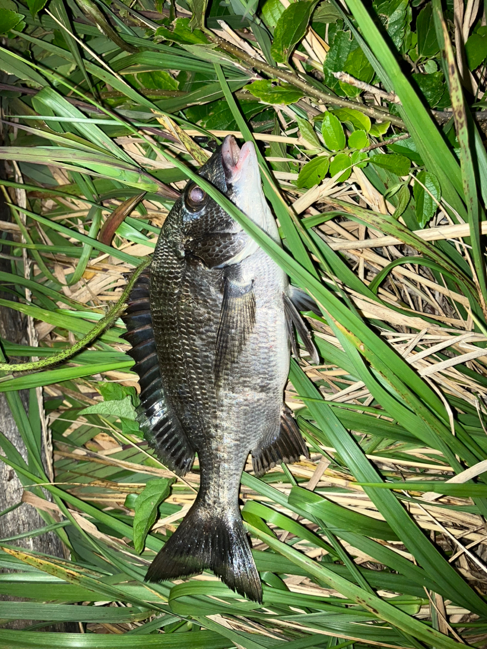 クロダイ