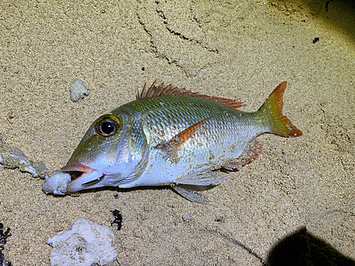 イソフエフキの釣果